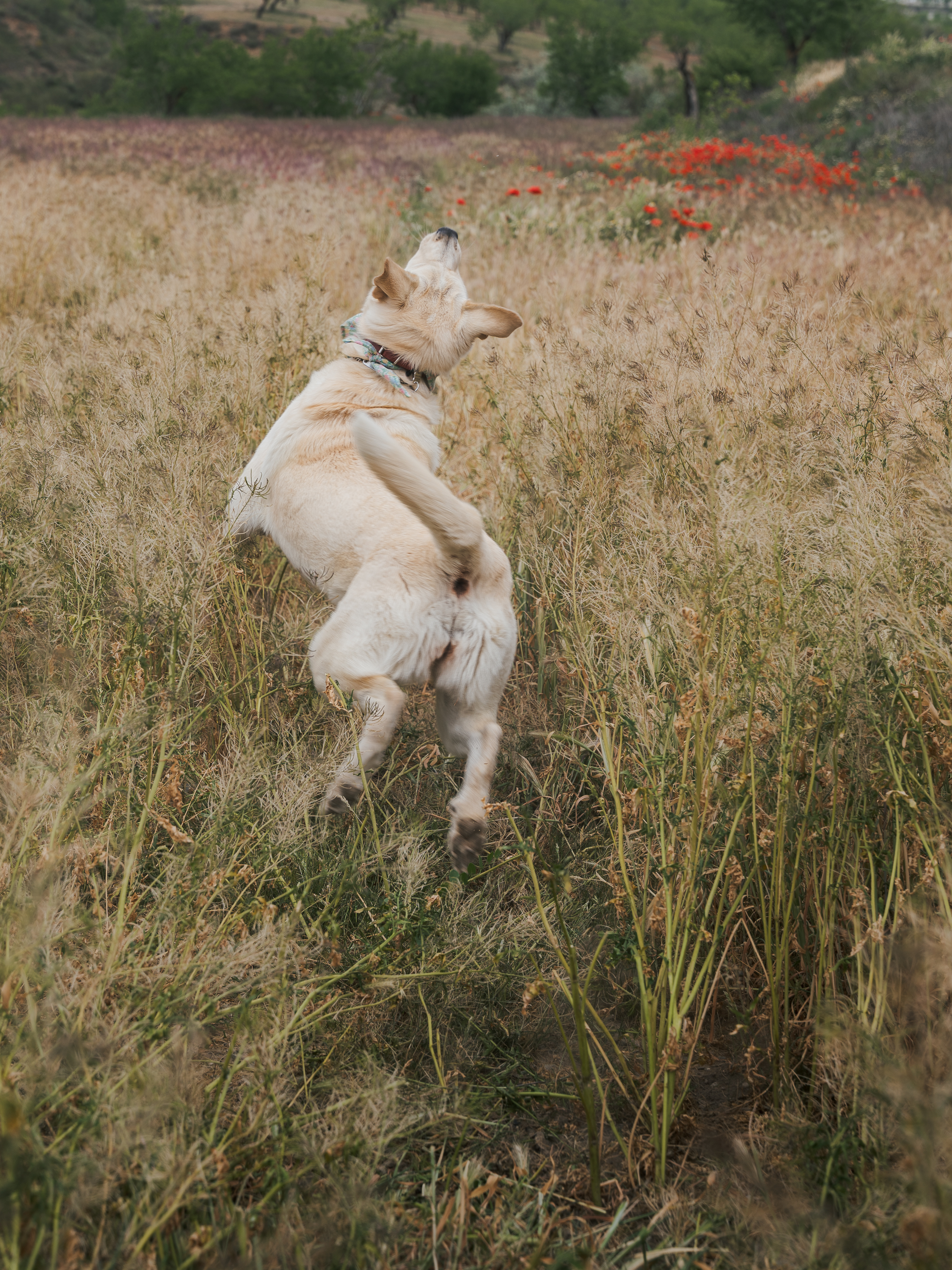 Aria jugando en el campo
