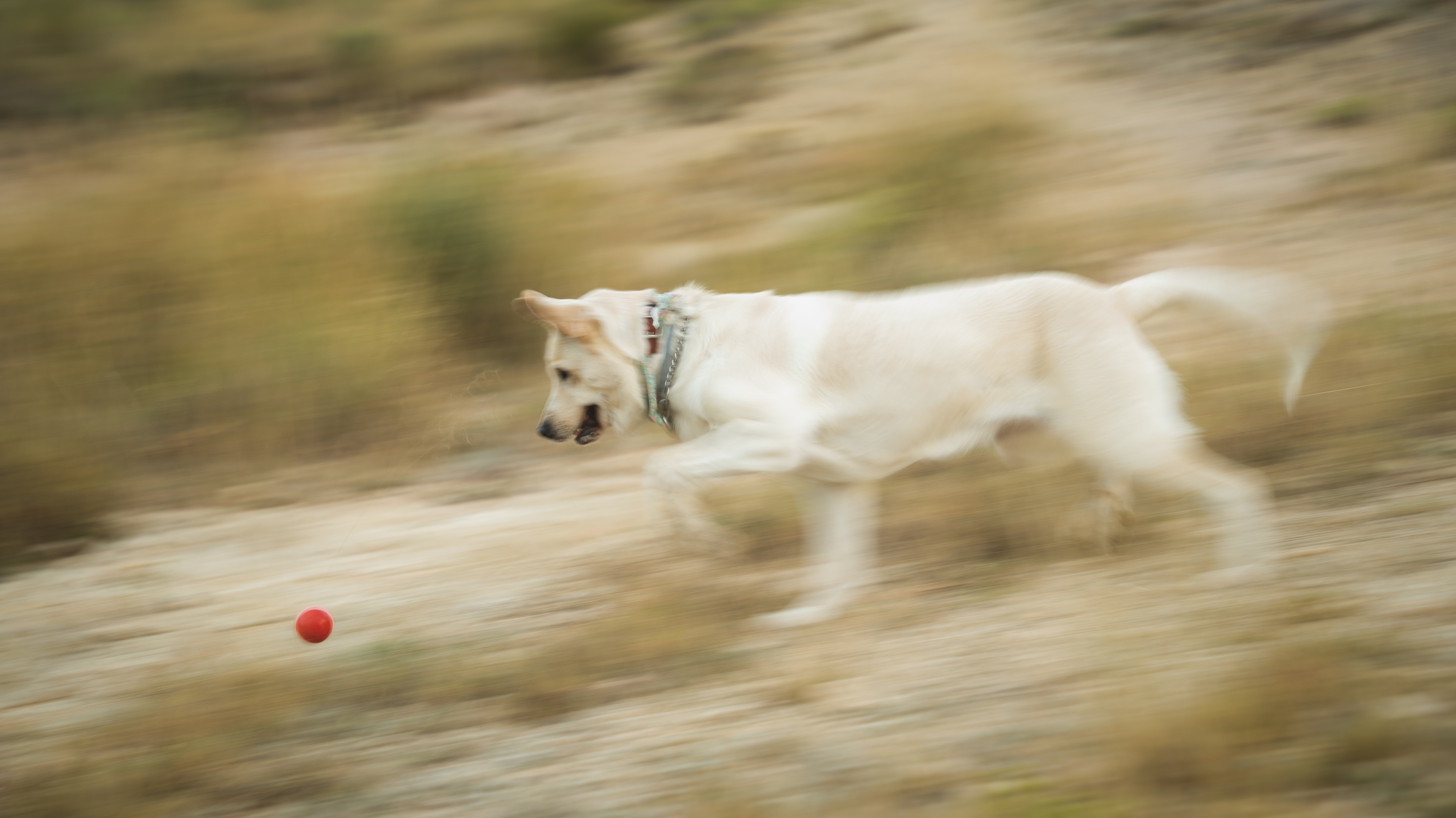 Aria corriendo tras una pelota