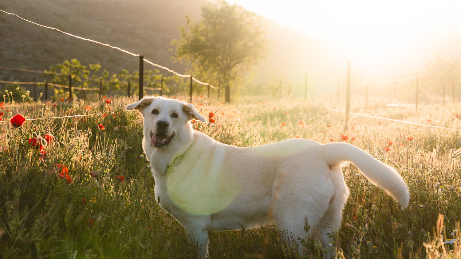 Aria al atardecer en el campo