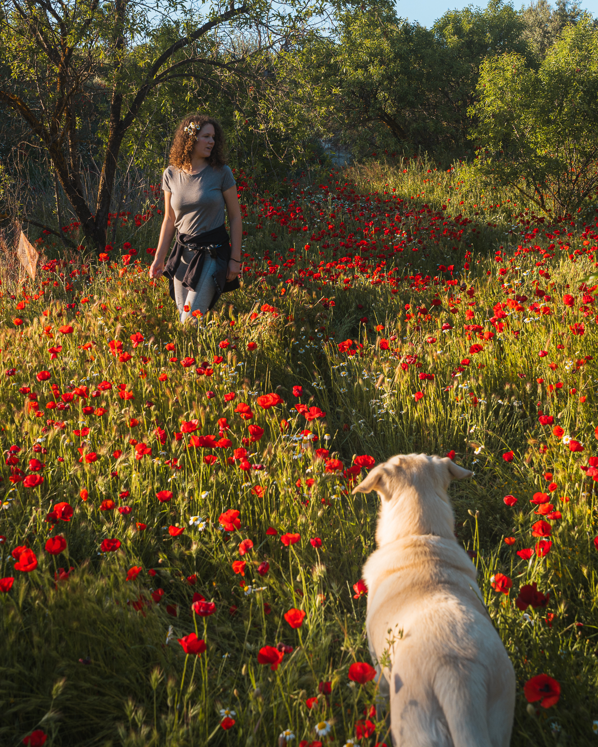 Aria y su familia entre amapolas