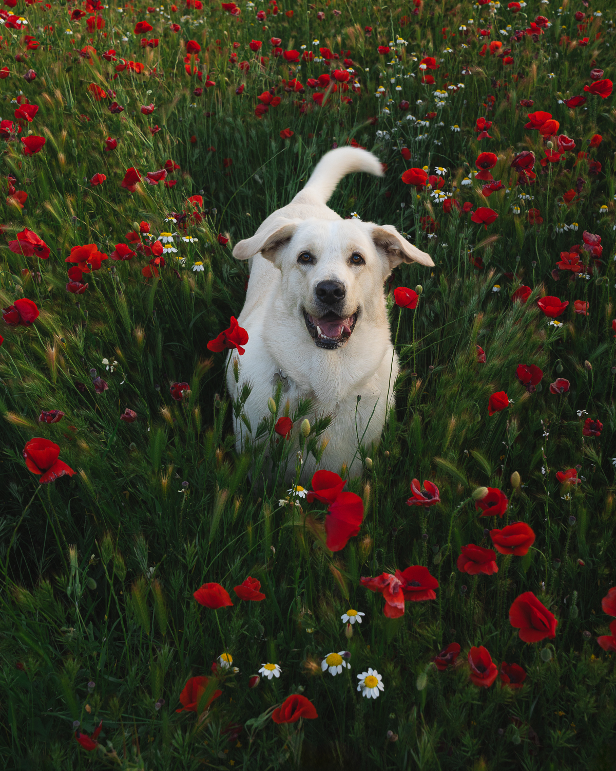 Aria rodeada de flores
