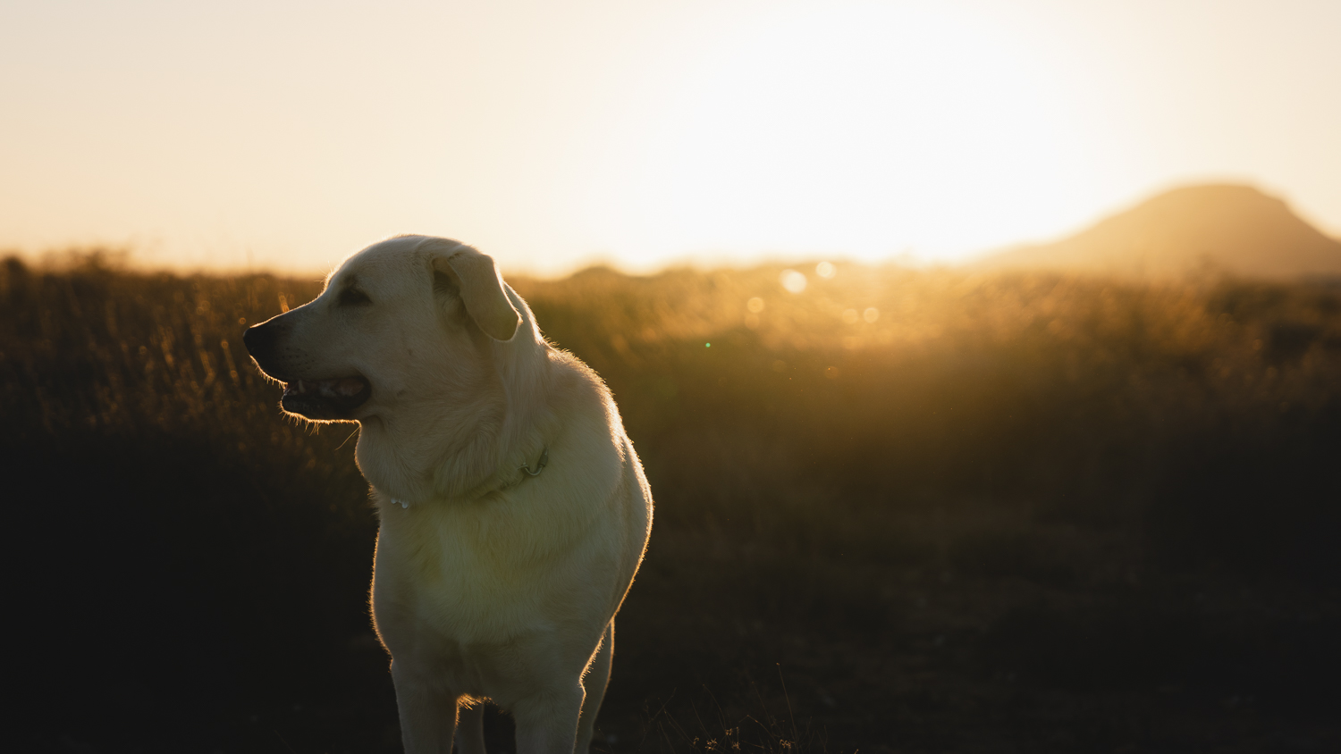Aria al atardecer