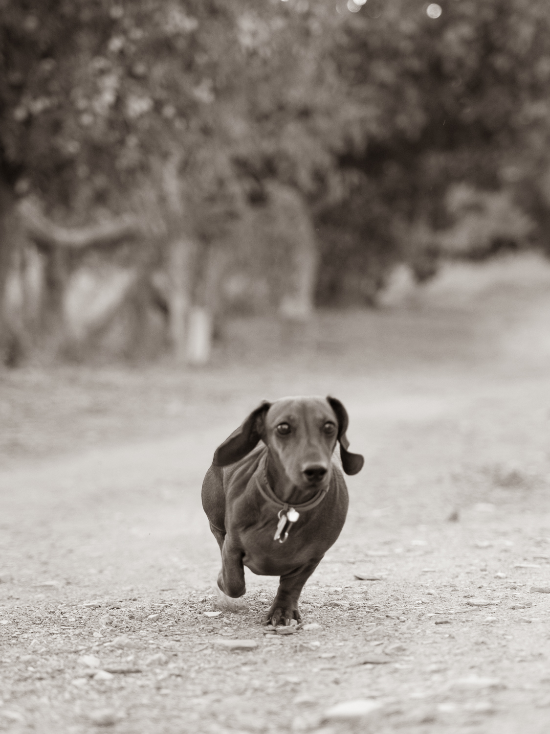 Kika corriendo por el camino