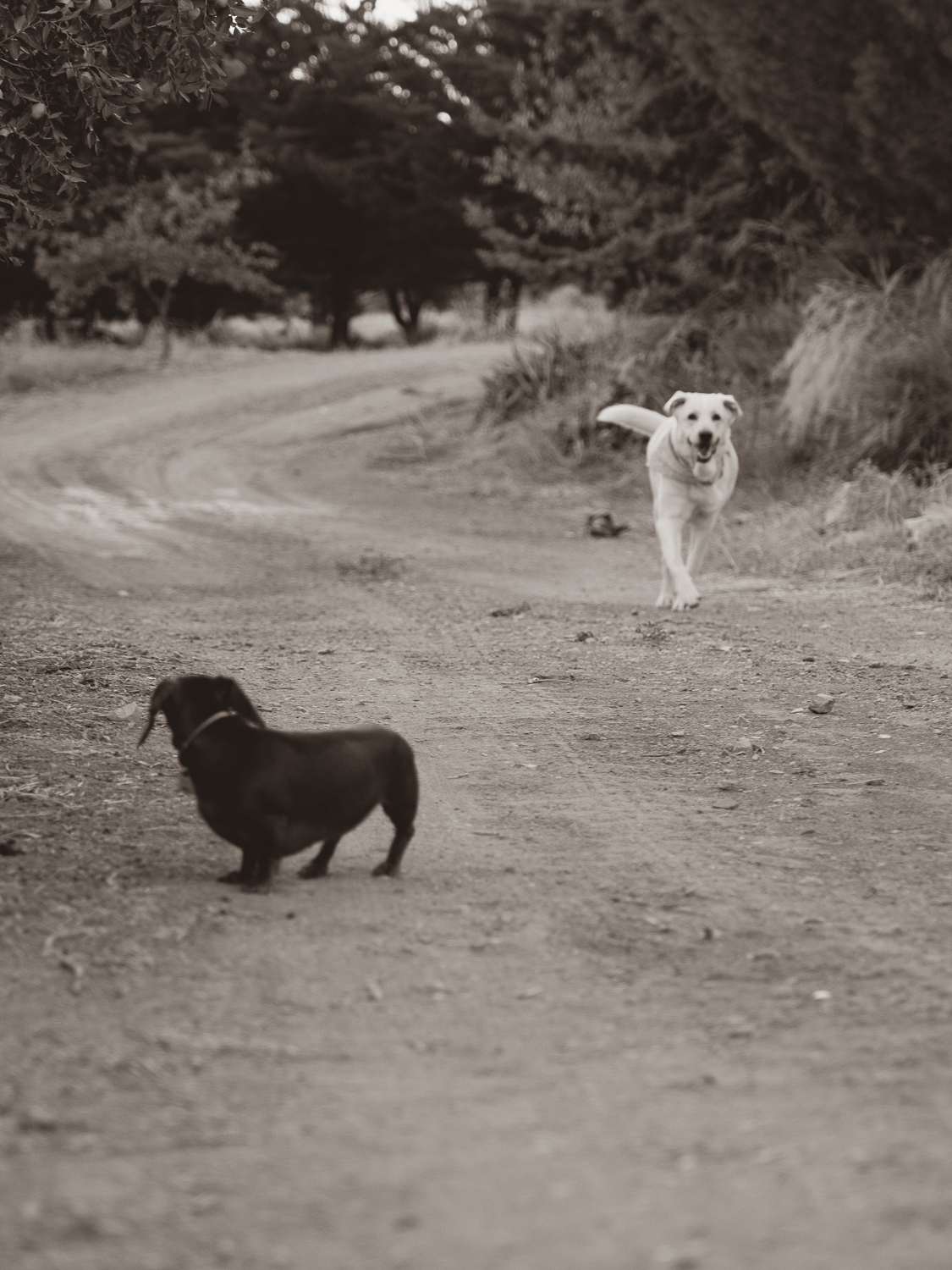 Kika y Aria en el camino