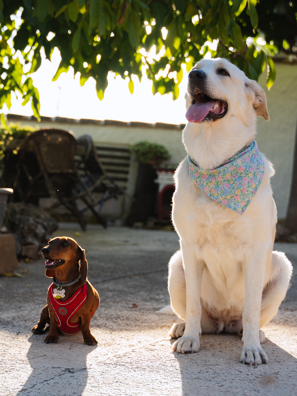 Kika y Aria sentadas juntas